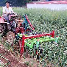 harvest garlic