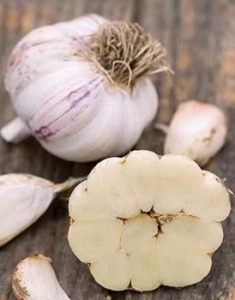 Variedades de ajo de cuello blando