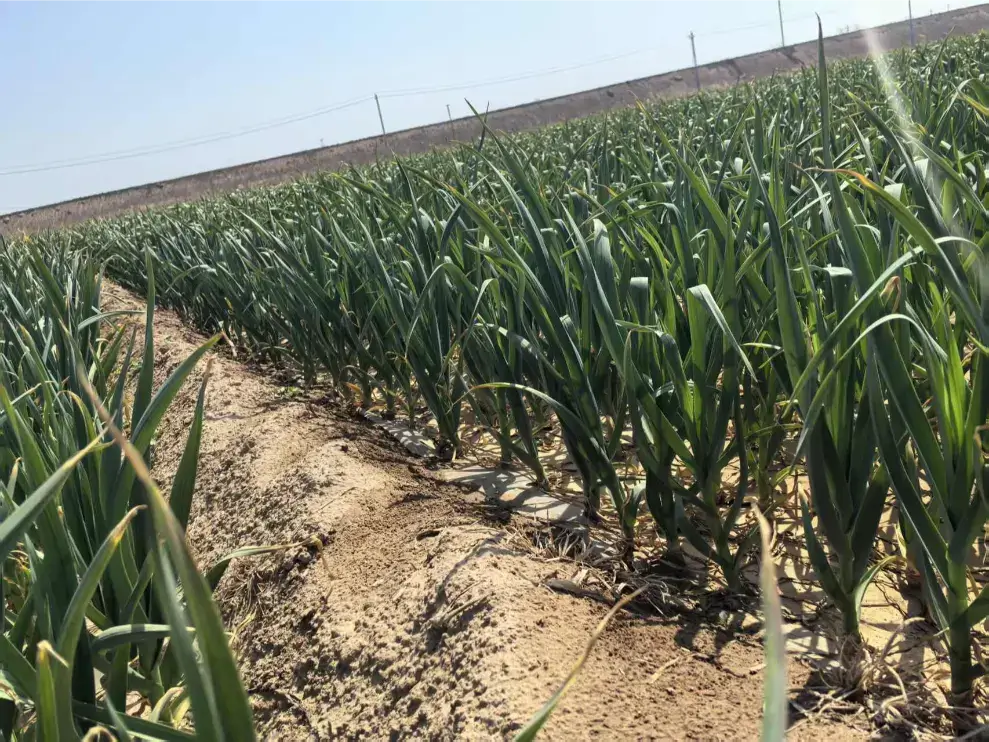china garlic supplier - garlic farm
