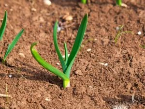 suelo_para_plantar_ajo