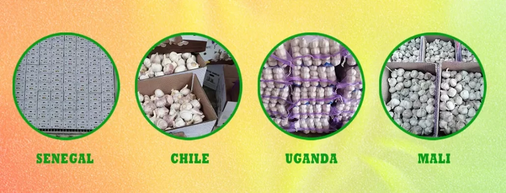 garlicgarlic