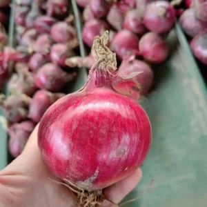 información_nutricional_cebolla_roja
