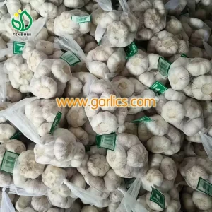 sixP_garlic_c